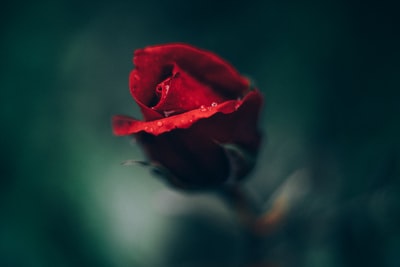 特写摄影中盛开的红玫瑰